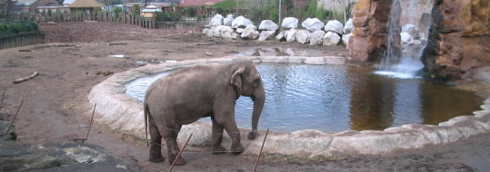 Chester Zoo