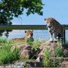 Chester Zoo